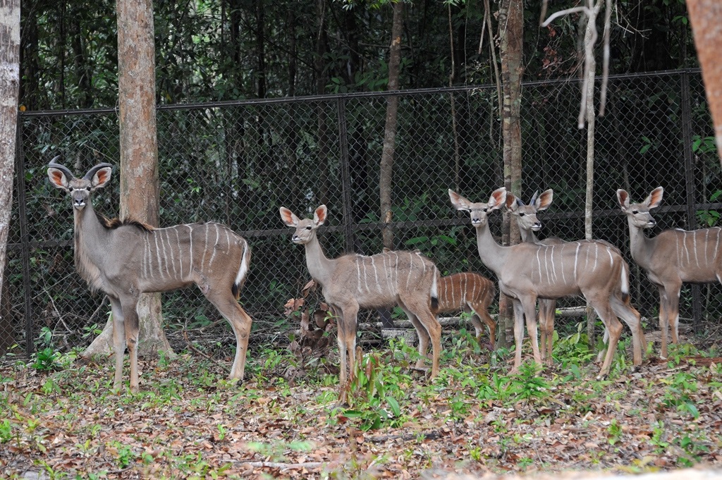 Vinpearl Safari sở hữu bộ sưu tập động vật quy mô hàng đầu Việt Nam - trong hình là Linh dương Kudu