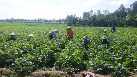 Giá sắn tăng cao, nông dân phấn khởi