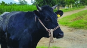 Bất ngờ việc vua bò Nhật Bản được nuôi tại Lâm Đồng