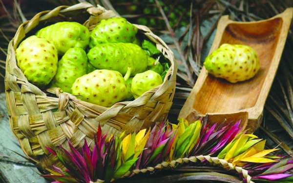 Chữa nhiều bệnh từ cây nhàu