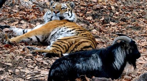 Chú hổ Amur rất quan tâm tới Timur.