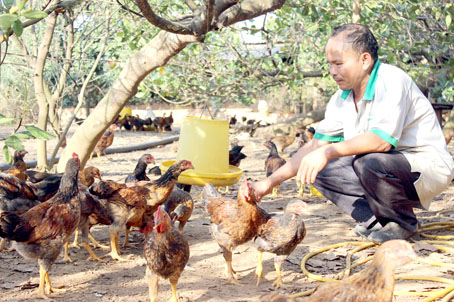 Vùng nuôi gà ta khủng lao đao