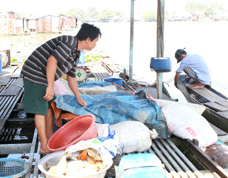 Lao đao mùa cá tết