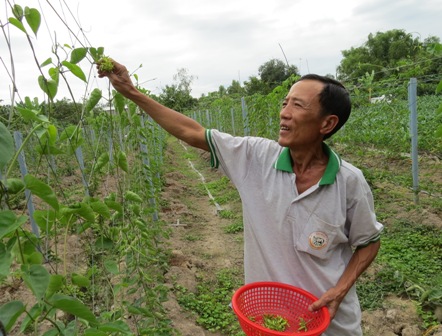  Tổ viên Tổ hợp tác Nhân Thịnh Phát thu hoạch bông thiên lý