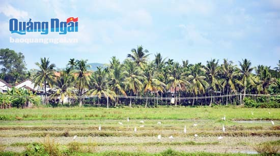 Miền quê trù phú bên dòng Phước Giang