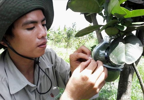  Bưởi hồ lô tiếp tục là món quà tặng xa xỉ trong dịp Tết Nguyên đán này.