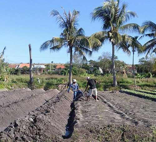 Trồng rau tết ở khu phố Phú Trường, thị trấn Phú Long.