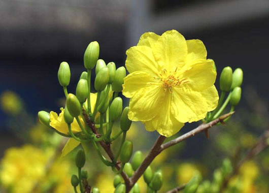 Nỗi nhớ mai vàng