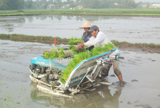 Mạ được đưa lên máy để cấy.