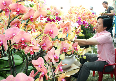 Giá các loại lan bán tết tăng 10-15
