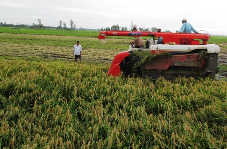 Nông dân thu hoạch lúa đông xuân sớm