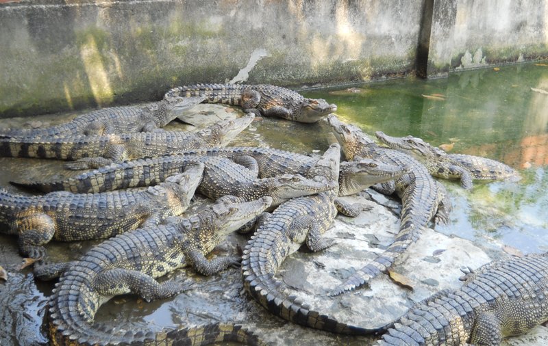 Cá sấu nuôi tại nhà anh Nam.