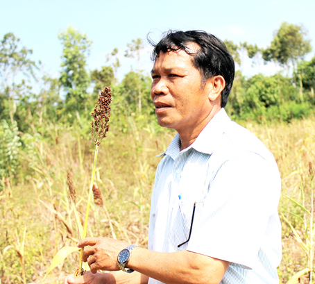 Thất vọng với cây siêu cao lương