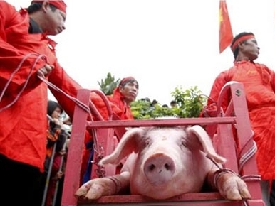 Lại băn khoăn chuyện… chém lợn