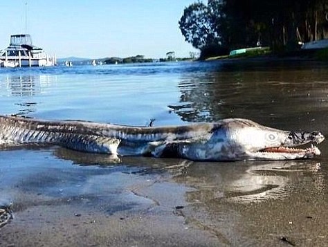 Sửng sốt với sinh vật biển có hình thù kì dị, hàm răng sắc nhọn