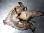 Phát hiện loài cá kỳ dị có chân và mũi giống con người
