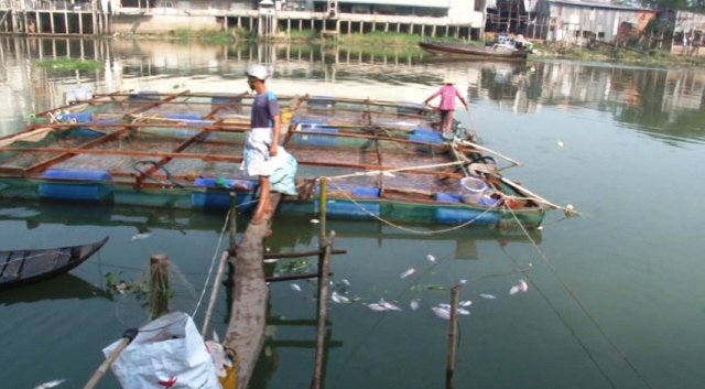 Vụ cá chết hàng loạt Có thể do thiếu oxy