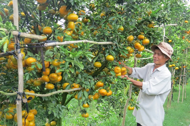 Trăn trở với quýt hồng Lai Vung