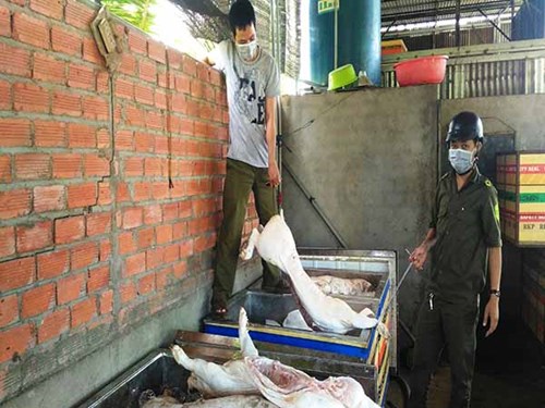 Phát hiện cơ sở tàng trữ 2,5 tấn thịt heo thối