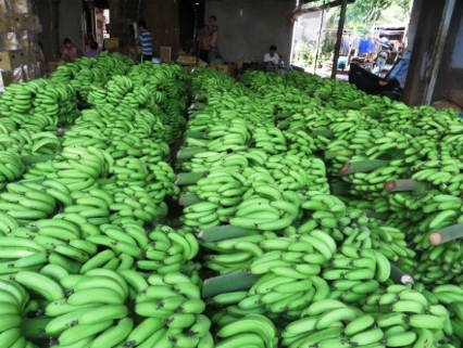 Chuối xuất khẩu tăng giá gấp đôi