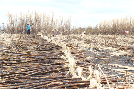 Nông dân mất hàng tỷ đồng vì mía cháy