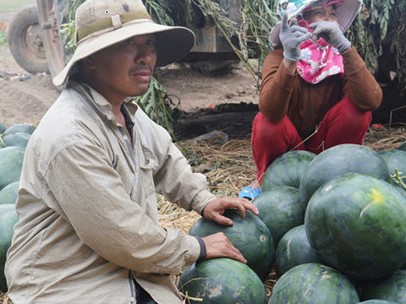 5 kg dưa hấu = 1 ly trà đá