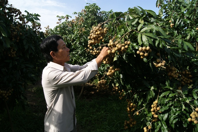 Xây dựng nhãn hiệu hàng hóa - tạo vị thế cạnh tranh cho nông sản