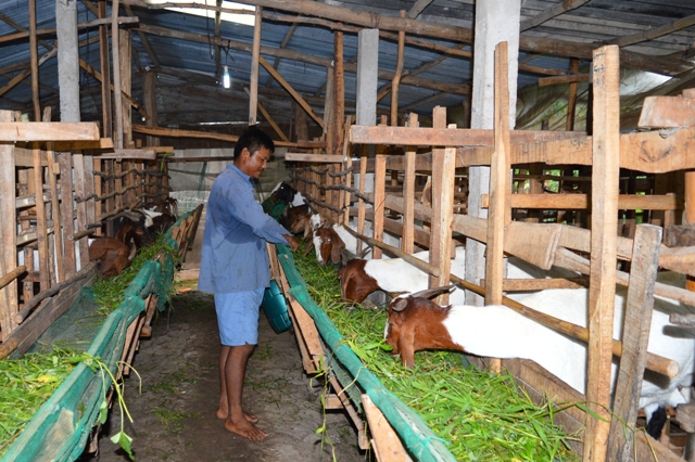 Nuôi dê boer cho hiệu quả kinh tế khá