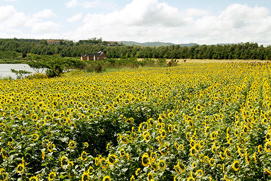Nếu có một cú hích du lịch cho Đơn Dương…