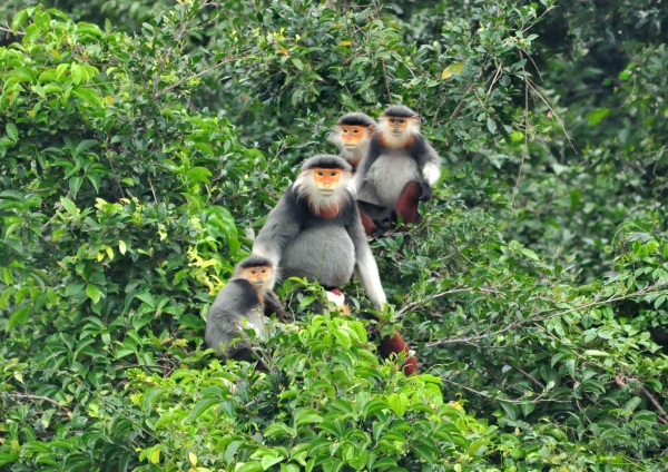 Phá rừng nguyên sinh bán đảo Sơn Trà để trồng  mít