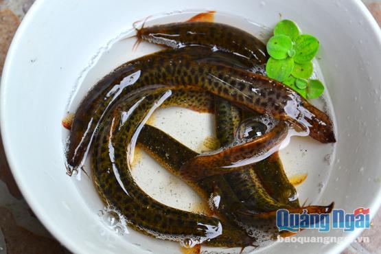 Cá chạch ngày xưa nhiều vô kể, còn giờ đã khan hiếm dần.