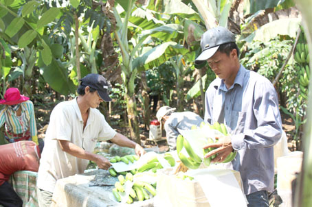 Thương lái tổ chức thu hoạch, đóng gói hàng xuất khẩu ngay tại vườn chuối tại xã Thanh Bình (huyện Trảng Bom).