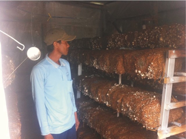 Nông dân Lai Vung nhân rộng mô hình trồng nấm rơm trong nhà