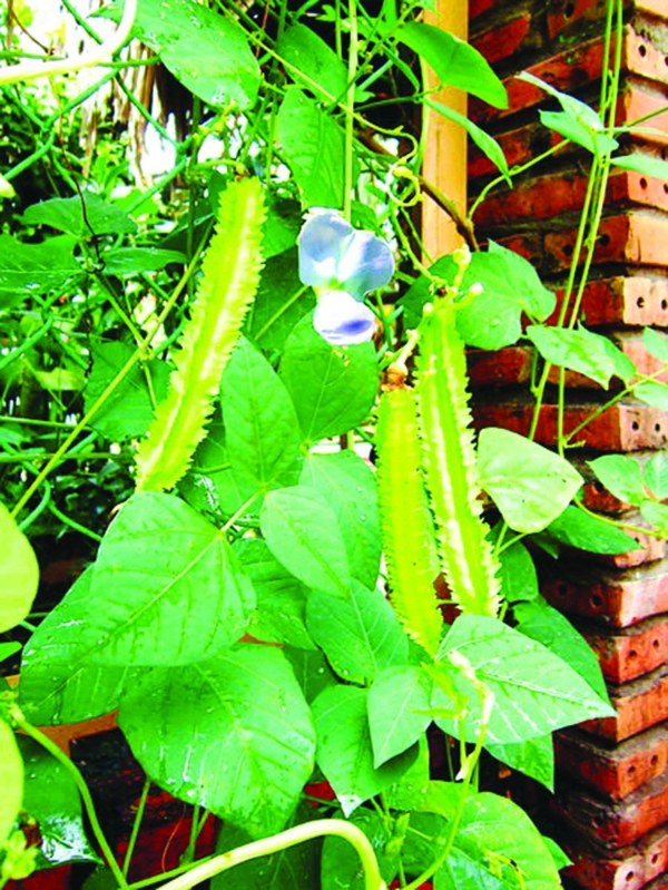 Chữa bệnh đau dạ dày bằng đậu rồng