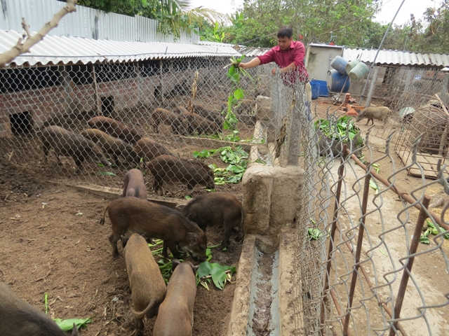 Mô hình nuôi heo rừng của anh kỹ sư 9X