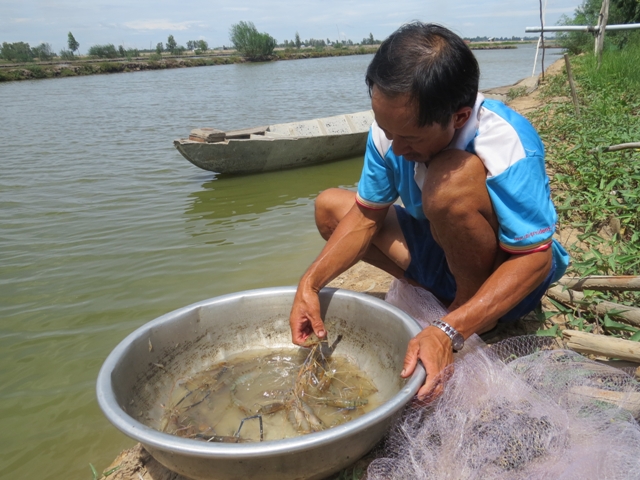 Giá tôm càng xanh giảm