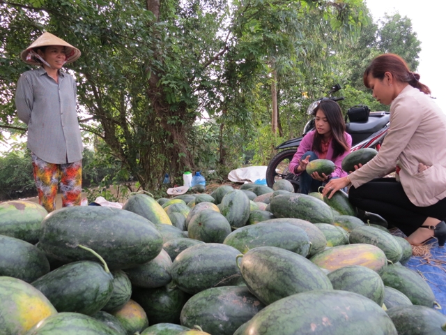 Giá dưa hấu tăng