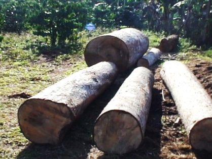 Xin hãy cứu những cánh rừng ở Đăk Nông