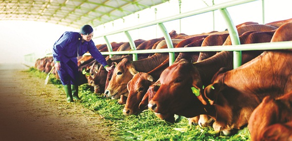 Đế chế HAG và cú sốc giảm sàn