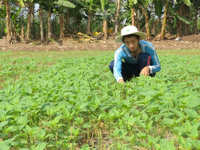 Ưu tiên phát triển cây mè