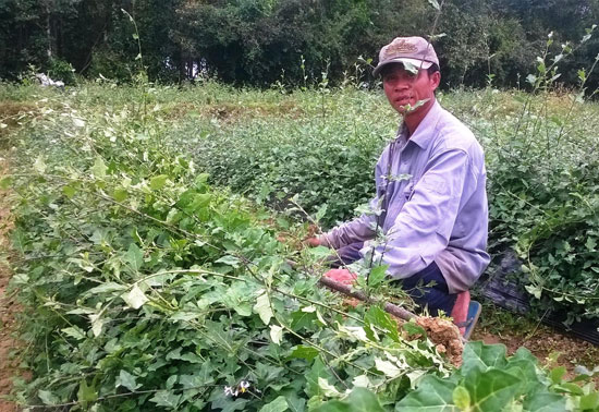 Trồng cà gai leo ở vùng rốn hạn