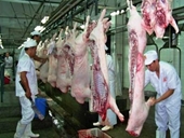 Người Việt đã ăn 6 tấn chất cấm trong thịt heo