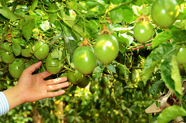 Người trồng chanh dây trúng lớn