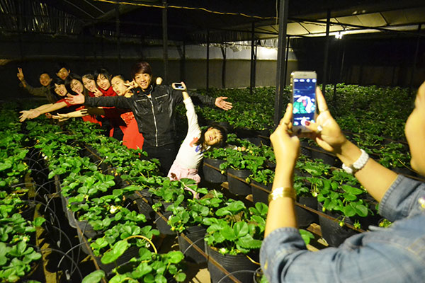 Giới trẻ thích thú vườn dâu tây đêm