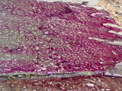 Chất lạ nhuộm tím 4 km đường miền Tây