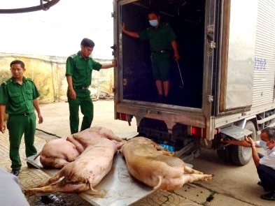 Heo ngậm chất cấm tứ phía tràn vào thành phố