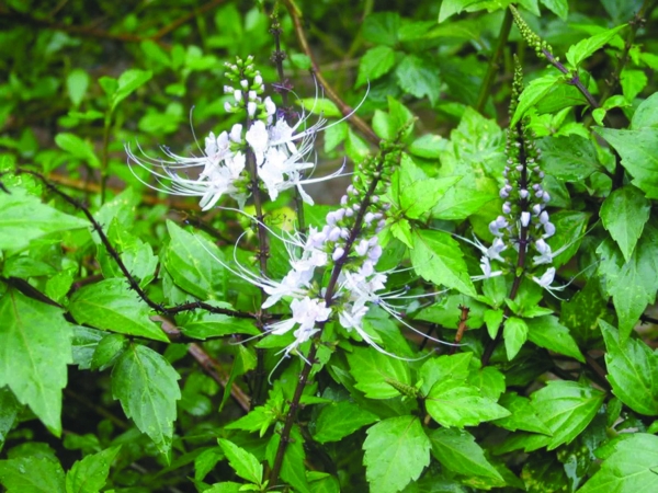 Cây râu mèo trị sỏi thận