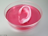Khoa học hiện đại In 3D tai có mạch máu và xương sụn