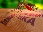 Việt Nam nâng mức cảnh báo virus Zika trong toàn ngành y tế