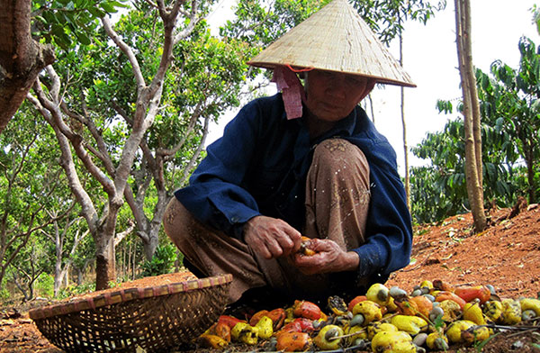 Người dân Đạ Huoai đang thu hoạch hạt điều